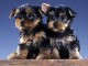 yorkshire chiots terrier