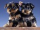 2 splendide chiot type yorkshire pure