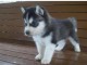 Disponible 5 chiots husky sibérien non lof