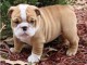 chiots Bulldog Anglais a vendre non LOF 