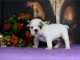 Disponibles chiots bouledogue français lof