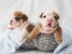  Magnifiques chiots Bulldog Anglais 