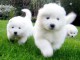 mâle et femelles Samoyedes  Non Lof Disponible