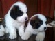  2 male et 3 femelle st bernard 