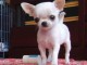 Vend chiot  mâle de race  Chihuahua poils longs pure race non LOF