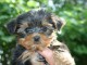  Yorkshire Terrier mâle très très petit et gentil