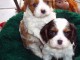 Bebe cavalier king charles femelle et male 