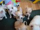 chiots chihuahua disponibles