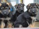 Magnifiques chiots mâle et femelle berger allemand