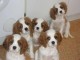 Chiots cavalier king charles