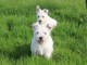 Magnifiques chiots westie