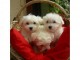 Chiots bichon Maltais blancs LOF