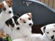 Chiots jack russell terrier