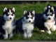 Magnifiques chiots husky de sibérie LOF