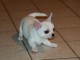 2 splendide chiots chihuahua pour famille chaleureuse