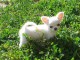 chiot type chihuahua Femelle