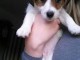 Adorables Jack Russel terrier non LOF a donner