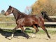 Hongre KWPN de 4 ans : Calato Z x Le tot de semilly