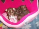 DONNE Chiots Chihuahua Chocolat lof