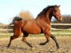 Hongre KWPN de 4 ans : Douglas x Voltaire