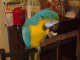 Magnifique perroquet ara bleu et jaune