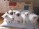 chatons sacre birmanie a donner