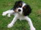 chiot cavalier king disponibles a bon prix