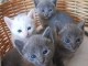 chaton bleu russe a donner