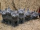 chatons bleu russe a donner