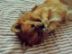 chiots chiwawa a donner