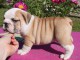 magnifique petite chienne de type bulldog anglais
