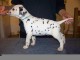 superbe chiots Dalmatien