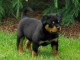 Choit rottweiler a vendre