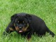 Choir rottweiler a LA recherche De une famille