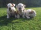 AKC Registered Male and Female English Bulldog puppies for Adopti