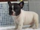  Donne chiot type bouledogue français male