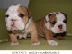 Chiots Bouledogue Anglais Cherchent familles d