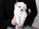 Adorable femelle bichon maltais