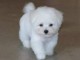 Chiot type BICHON FRISÉ MÄLE À DONNER