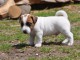 Des Jolie Petits Jack Russel