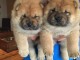 mignon chiot chow chow