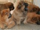 5 chiots Chow Chow a donner pour adoption 