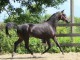 Jolie jument KWPN de 3 ans : Zirocco blue x Concorde