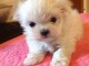 A DONNER Chiot type Bichon-maltais