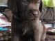  Chiots Labrador Chocolat LOF