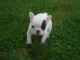 A donner chiot Bouledogue français femelle non lof