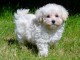 Adorable femelle  Chiot Caniche  A DONNER