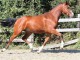 Hongre KWPN de 3 ans : Cardento x Guidam