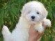 Jolie chiot Coton de Tulear