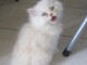 Adorable chaton mâle type persan